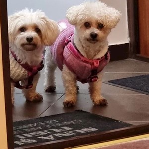 Cazare câini in București cerere pet sitting