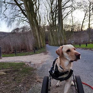 Walks dog in Cluj-Napoca pet sitting request