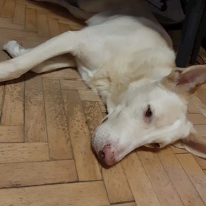 Cazare caine in București cerere pet sitting