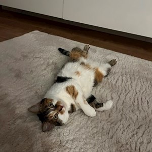 Szállás cica -ban București kisállatszitting kérés