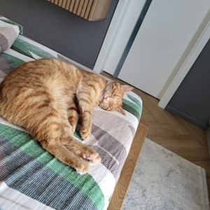 One visit cat in Otopeni pet sitting request