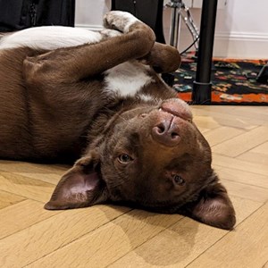 Cazare caine in București cerere pet sitting