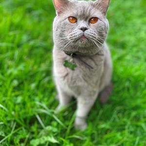 Boarding cat in Voluntari pet sitting request