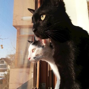 Anca- petsitter Bragadiru or Pet nanny for Cats 