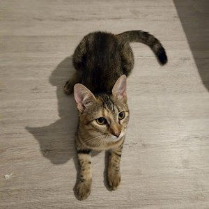 Cazare pisica in București cerere pet sitting