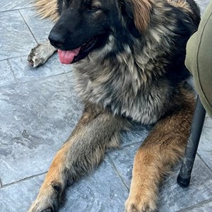O vizita câini in Cluj-Napoca cerere pet sitting