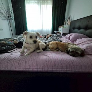 Adriana- petsitter București or Pet nanny for Dogs 