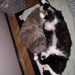 Iordan- petsitter București or Pet nanny for Cats 