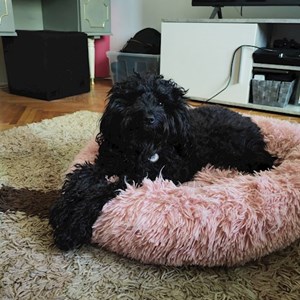 Sitting la stăpân caine in Cluj-Napoca cerere pet sitting