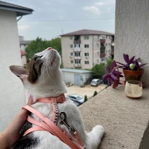 Pet Day Care cat in București pet sitting request