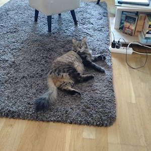 Cazare pisica in București cerere pet sitting