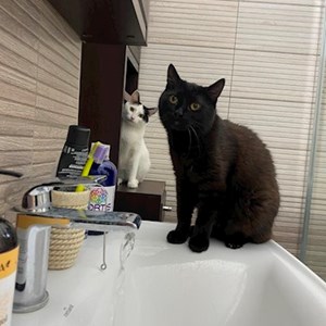 One visit cats in Iași pet sitting request