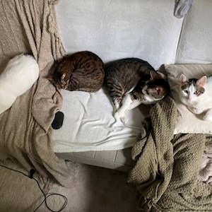Tesu- petsitter Iași or Pet nanny for Cats 