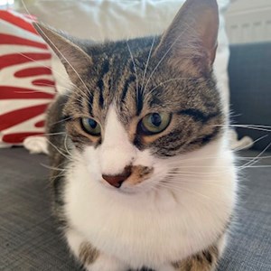 One visit cat in București pet sitting request