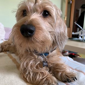 Cazare câini in București cerere pet sitting