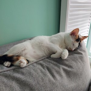 O vizita pisica in București cerere pet sitting