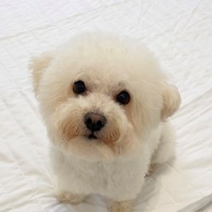 Cazare caine in București cerere pet sitting