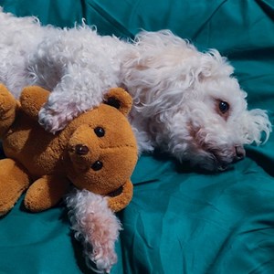 Boarding dog in București pet sitting request