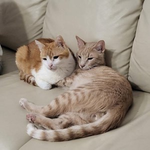 Visits cats in București pet sitting request