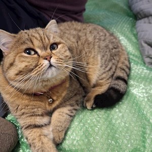 Cazare pisica in București cerere pet sitting