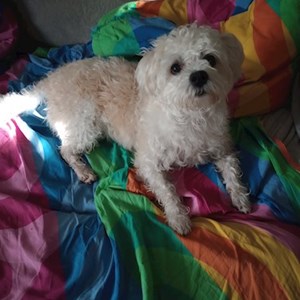 Cazare caine in București cerere pet sitting