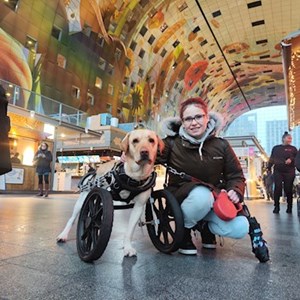 Walks dog in Cluj-Napoca pet sitting request