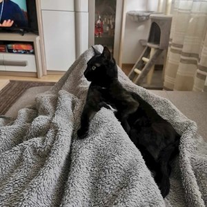 Cazare pisica in Cluj-Napoca cerere pet sitting