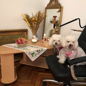 Ana- petsitter Cluj-Napoca sau Bonă pentru animale pentru Câini 