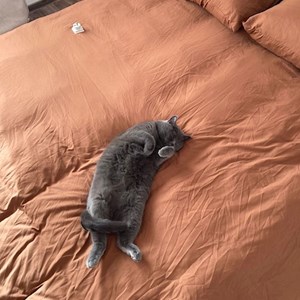 O vizita pisica in Florești cerere pet sitting