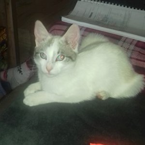 Szállás cica -ban Târgu Mureș kisállatszitting kérés
