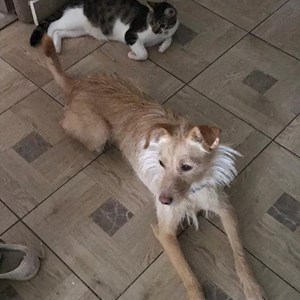 Boarding dog in București pet sitting request