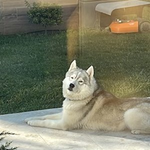 Dog Walking dog in Voluntari pet sitting request