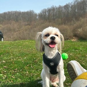 Cazare caine in București cerere pet sitting