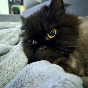 One visit cat in București pet sitting request