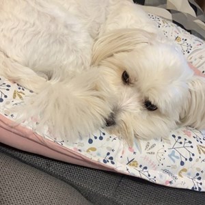 Cazare caine in București cerere pet sitting