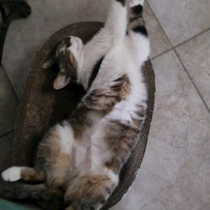 Cazare pisica in București cerere pet sitting