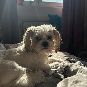 Boarding dog in București pet sitting request