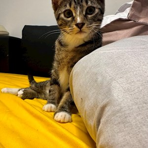 One visit cat in București pet sitting request