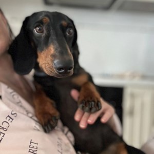 Cazare caine in Cluj-Napoca cerere pet sitting