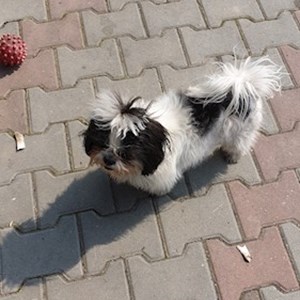 Boarding dog in Sângeorgiu de Mureș pet sitting request