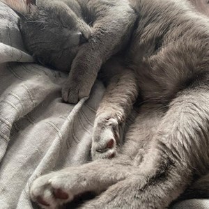 O vizita pisica in București cerere pet sitting