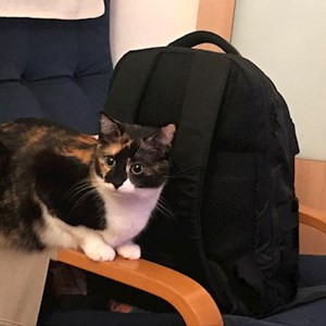 Grădiniţă pisica in București cerere pet sitting