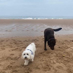 Cazare câini in București cerere pet sitting