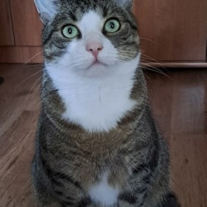 O vizita pisica in Cluj-Napoca cerere pet sitting