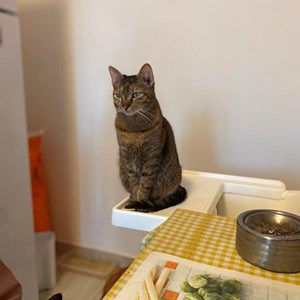 One visit cats in Păcureți pet sitting request