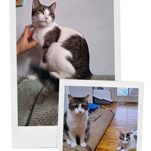 Cazare pisici in Cluj-Napoca cerere pet sitting